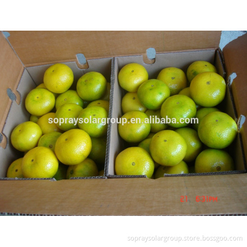 Chinese Mandarin